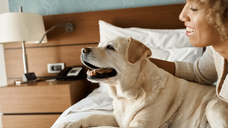 A labrador retriever on hotel's bed with a lady petting him.